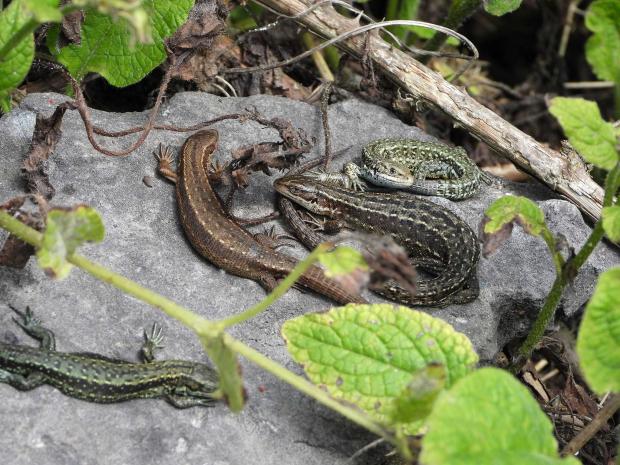 Whitchurch Herald: Lounging lizards on Prees Heath. Picture by Kate Long.