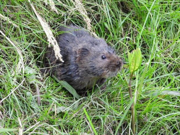 Whitchurch Herald: One of Whirchurch's water voles. Picture by Kate Long.