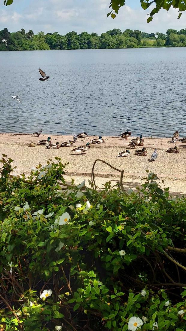 Whitchurch Herald: Ducks chilling in Ellesmere. Picture by Tim Dickenson.