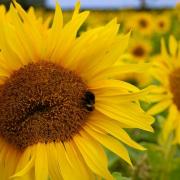 A bee feasts on a sunflower. Picture by Kayleigh Cheshire.