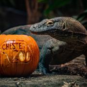 The Komodo dragon, the world's largest lizard, is tempted into the Halloween spirit by a pumpkin drenched in fish blood at Chester Zoo.