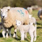 Sheep worrying incidents have been on the rise in recent years, with lambing season a particular concern for farmers