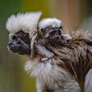 The tiny Tamarin, weighing in at just 40g was born to Treat and Leo