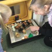 The chick hatching at Lower Heath Primary School before Easter.