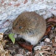 A young field vole enjoying a snack - Pic by Graham Curran