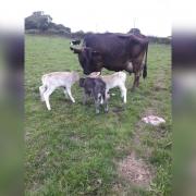 It is rare for cows to give birth to three healthy calves.