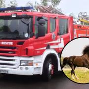 Shropshire Fire and Rescue crews free 32-year-old horse after being trapped in its stable at an Ellesmere farm