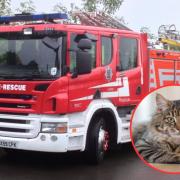 SFRS rescues cat trapped in Wem