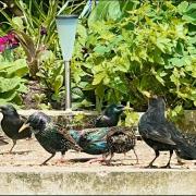 This starlings were sharing a meal with a blackbird. Picture by Laura Butler