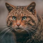 The wild cat is classified as critically endangered.