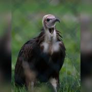 The Horstmann Trust has worked to save the hooded vulture.