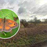 The Big Butterfly Count can take place on Prees Heath.