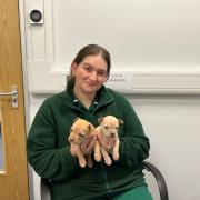 Becca Cozier, of Southwater Vets, with the puppies.