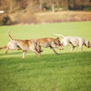 Hunting group has been accused of losing control of its hounds