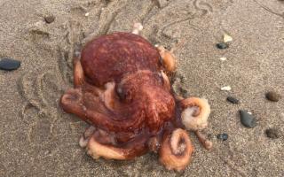 Boris the octopus was saved by the Lumb family after he got washed up on the beach