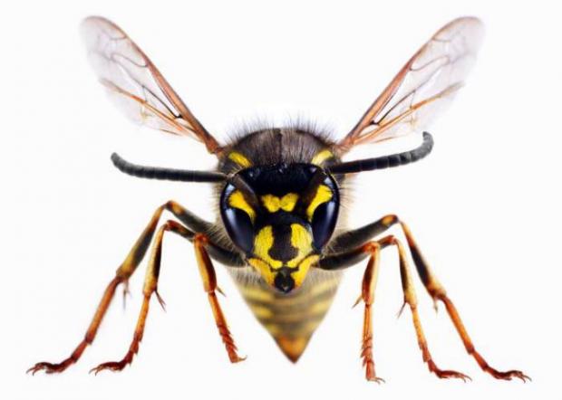 Whitchurch Herald: A wasp